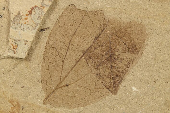 Partial Fossil Leaf - McAbee Fossil Beds, BC #274129